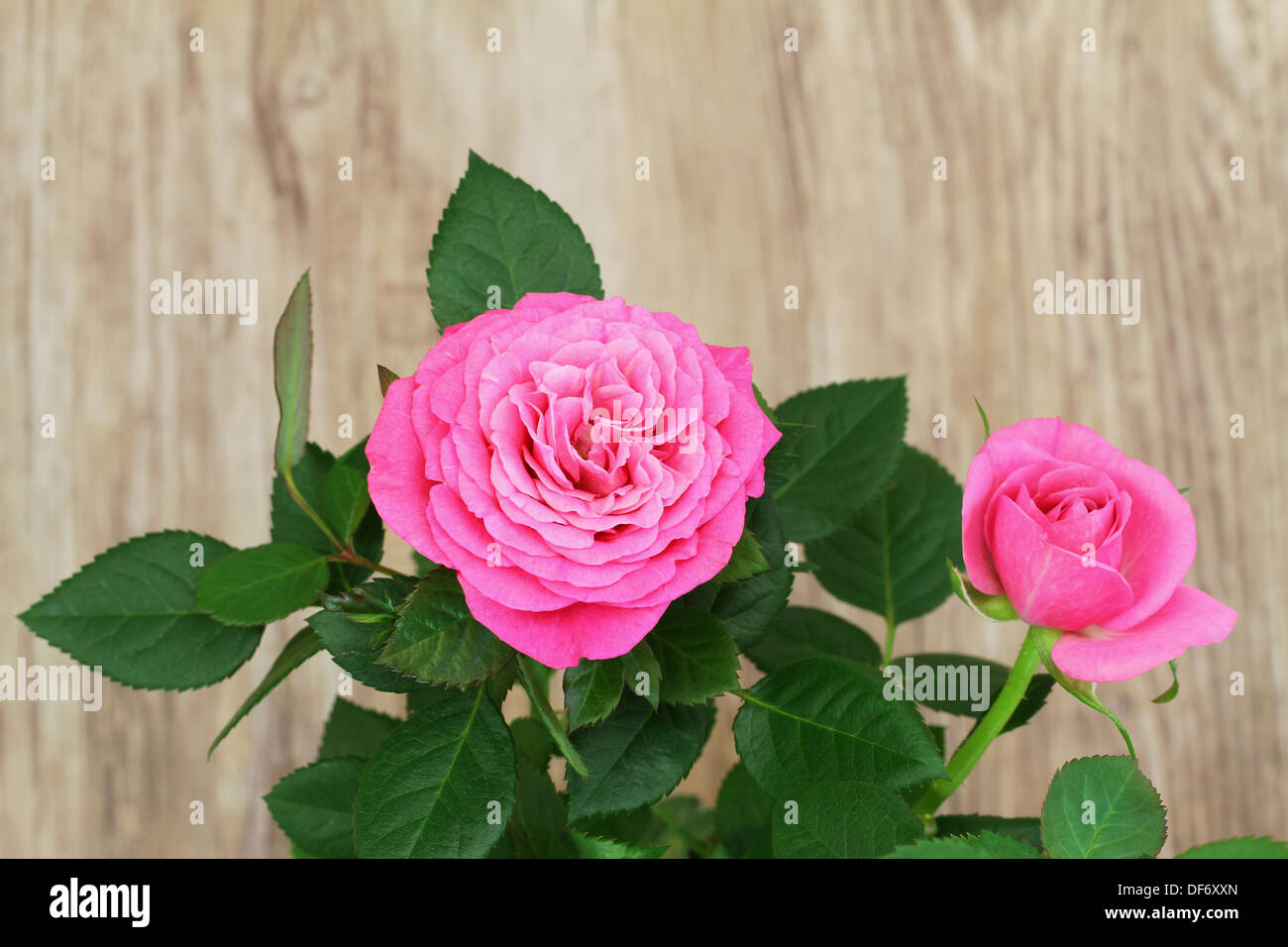 Rosa wilde rose mit Textfreiraum Stockfoto