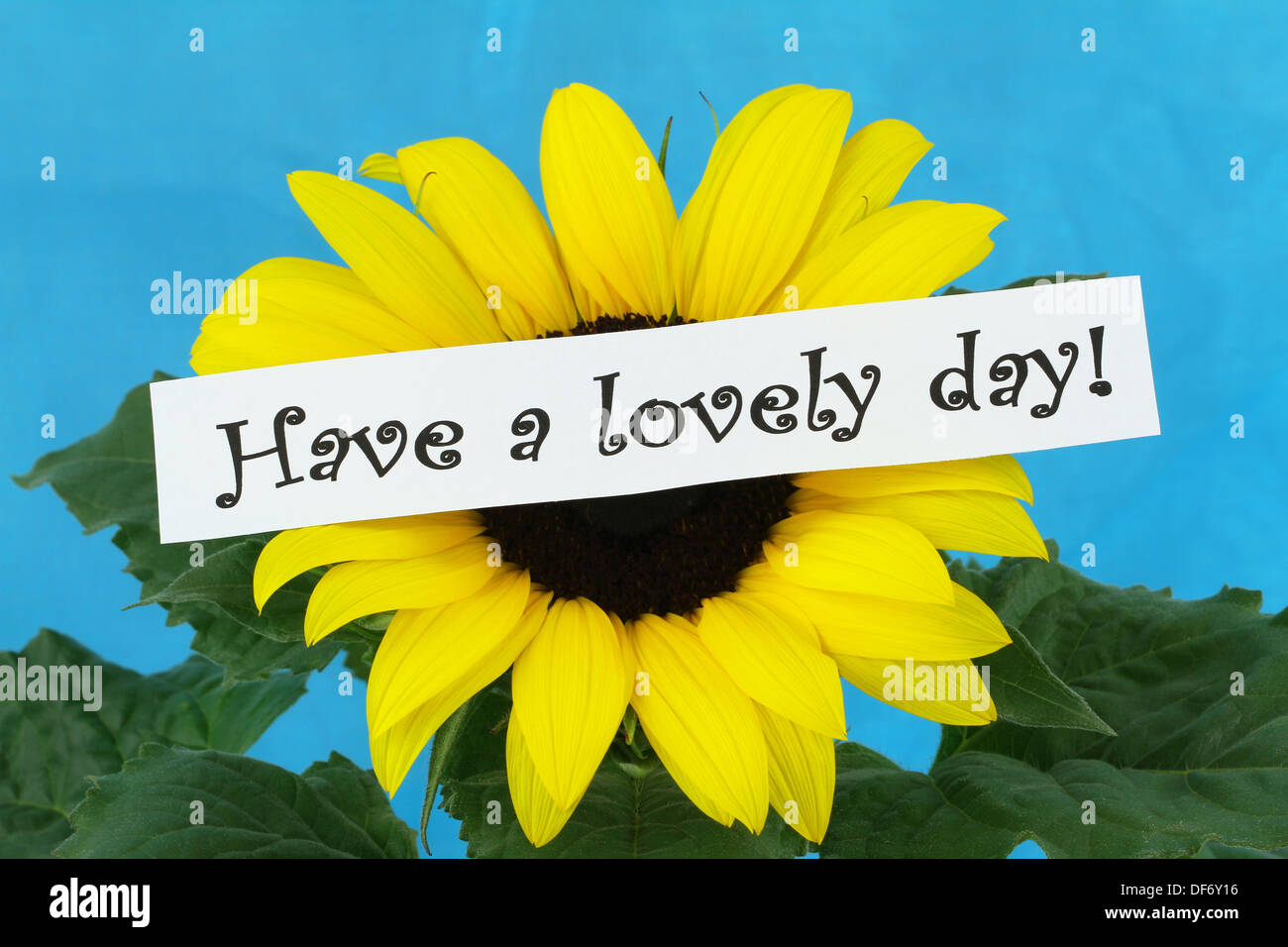 Ein schöner Tag Karte mit Sonnenblume Stockfoto