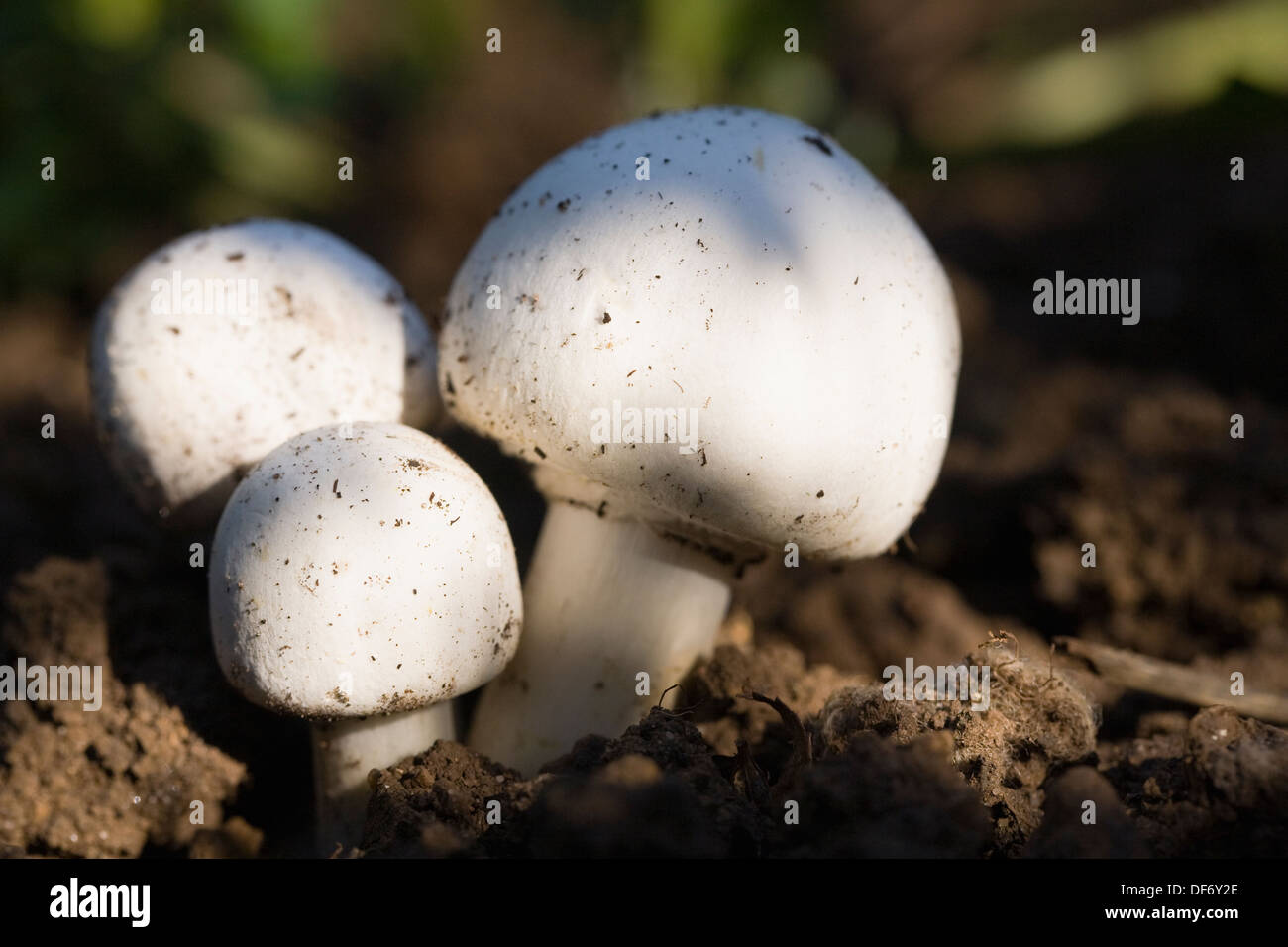 Britischer gartenpilz Fotos und Bildmaterial in hoher Auflösung Alamy