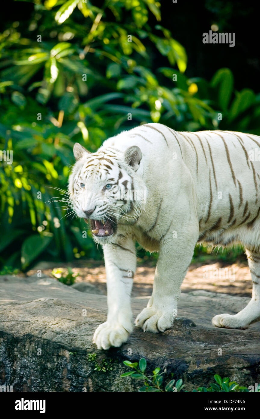 Eine große weiße Bengal Tiger auf einem Felsen steht und Knurren. Stockfoto