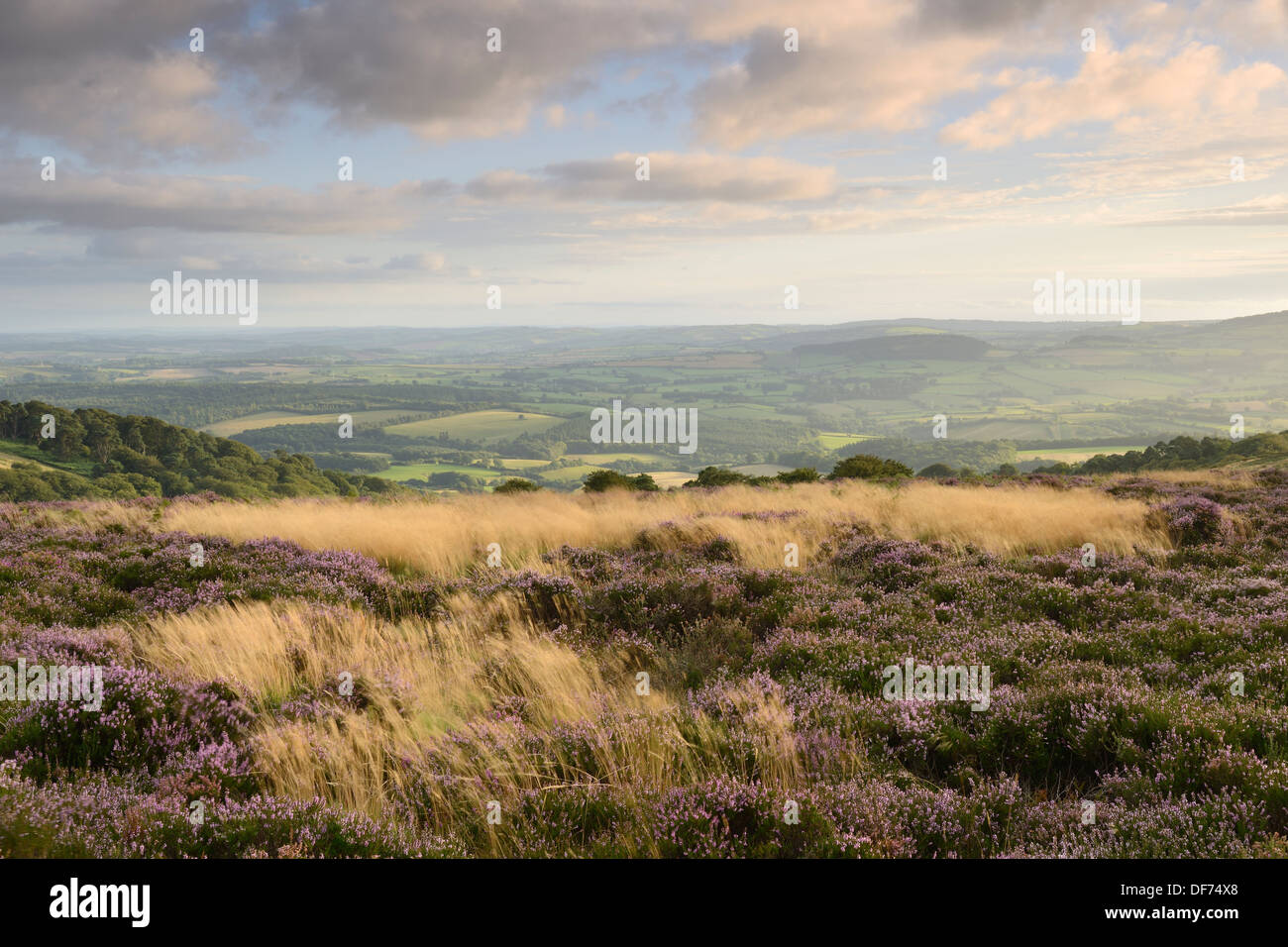 Heather in Blüte auf den Quantock Hills mit Blick auf ländliche Landschaft von Somerset. Stockfoto