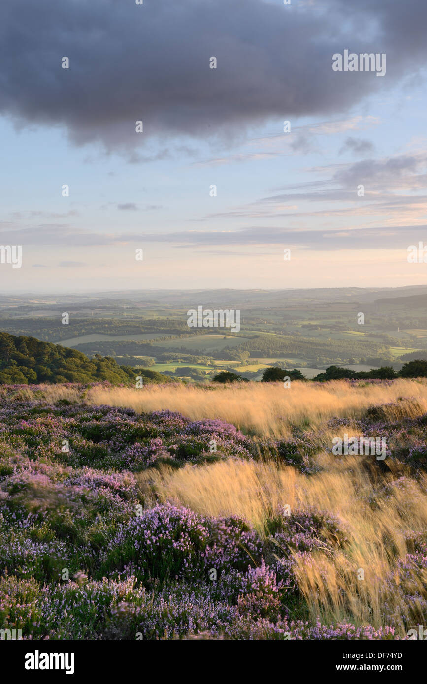 Heather in Blüte auf den Quantock Hills mit Blick auf ländliche Landschaft von Somerset. Stockfoto