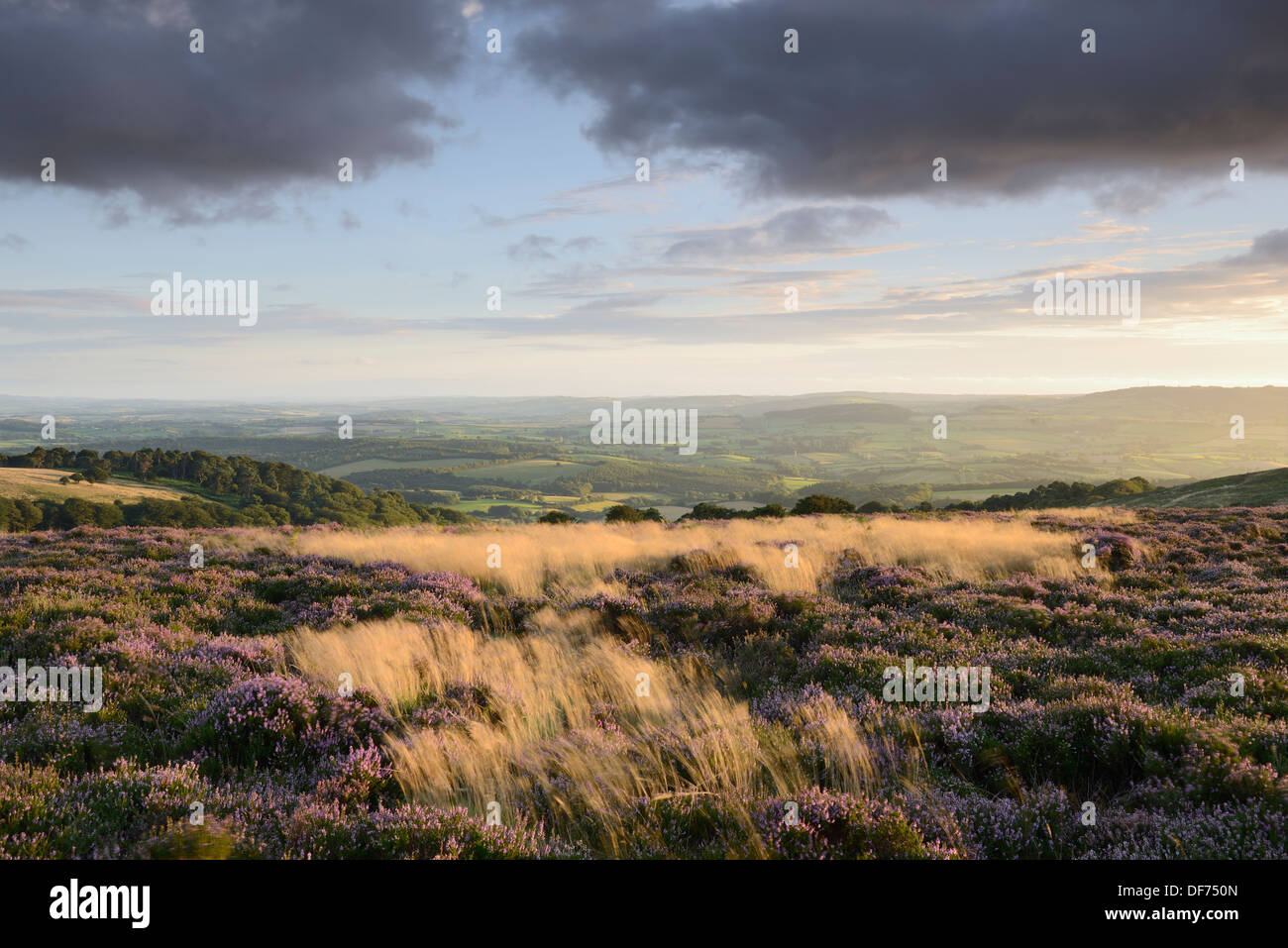 Heather in Blüte auf den Quantock Hills mit Blick auf ländliche Landschaft von Somerset. Stockfoto
