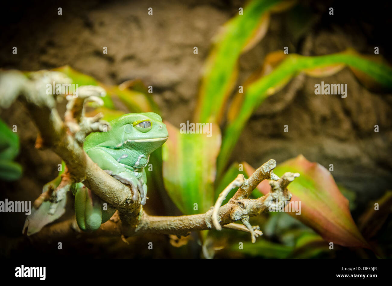 Grüner Frosch Stockfoto