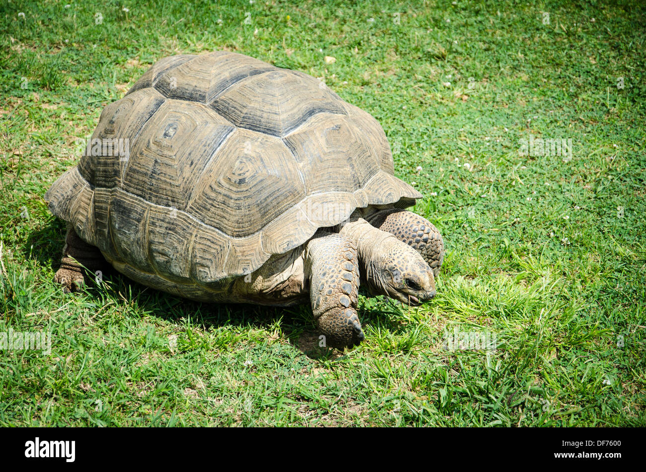 Riesenschildkröte Stockfoto