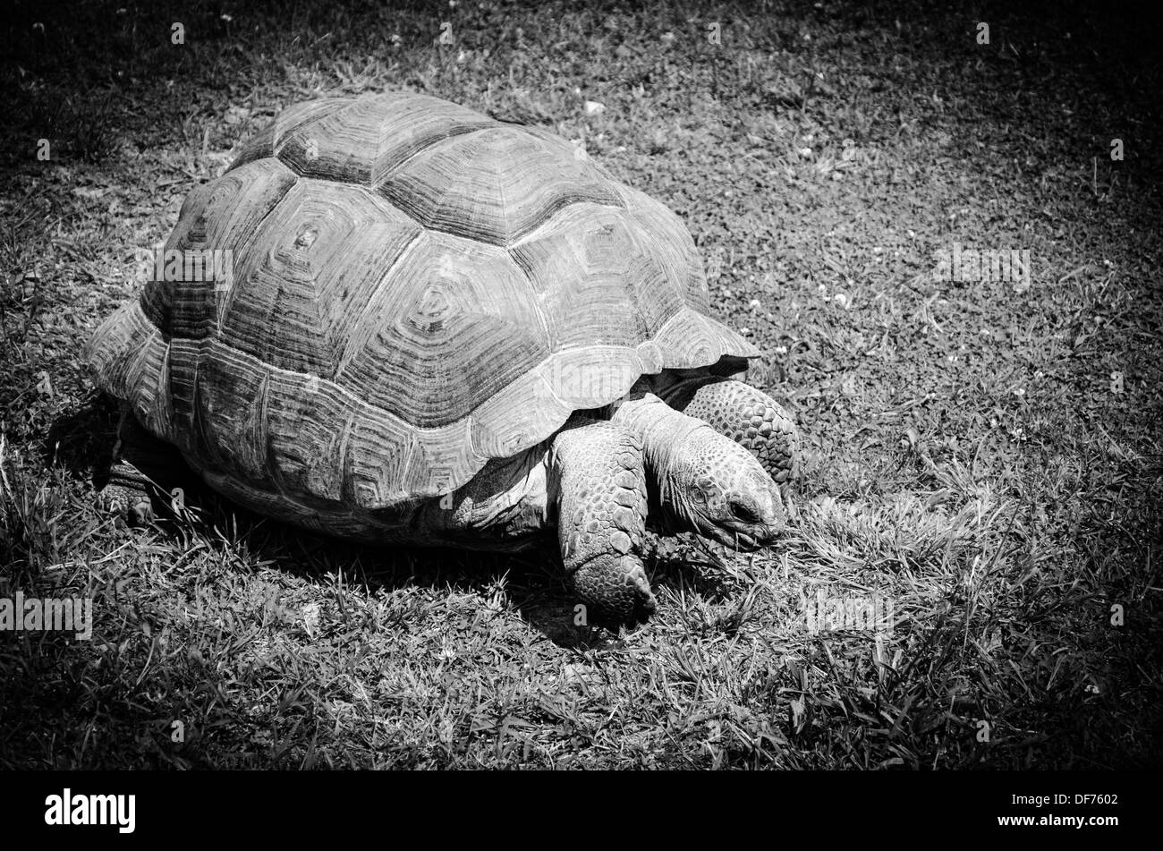 Riesenschildkröte Stockfoto
