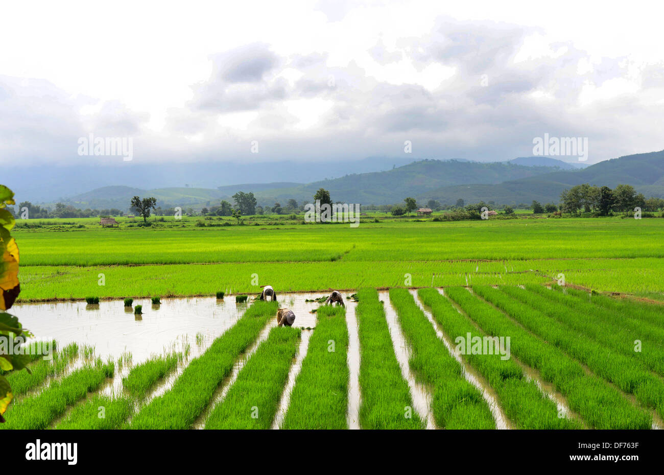 Landwirte in den Reisfeldern im östlichen Myanmar arbeiten. Stockfoto
