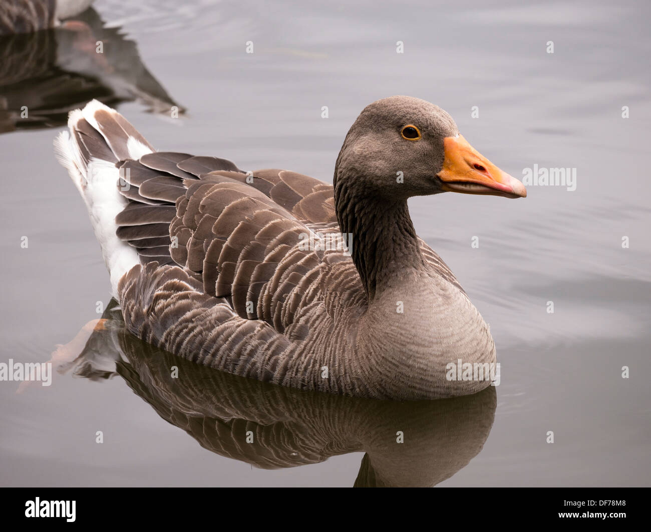 Graugans Gans Anser Anser stilles Wasser See Stockfoto