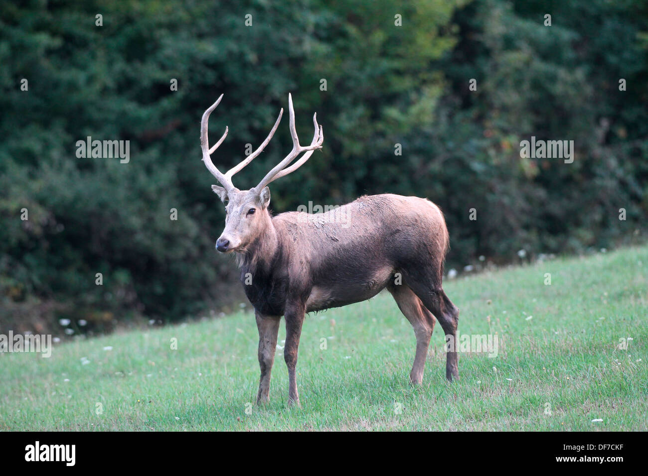 Père David Hirsch, Milu oder Elaphure (Elaphurus Davidianus), Kaposvár, Süd-Transdanubien, Ungarn Stockfoto