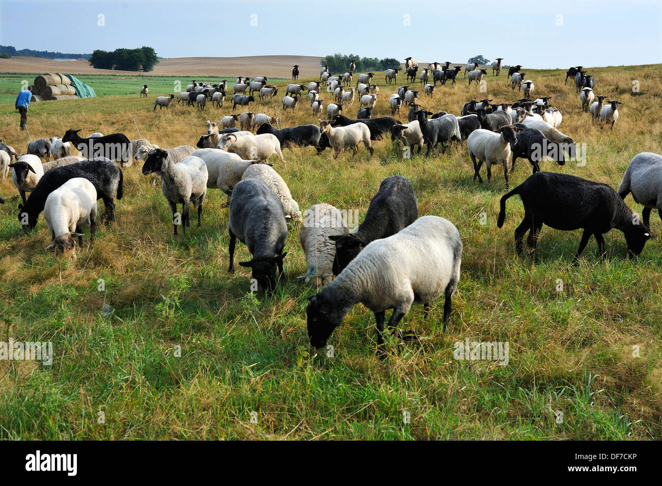 Schafherde auf einer Weide, Bentin, Mecklenburg-Western Pomerania, Deutschland Stockfoto