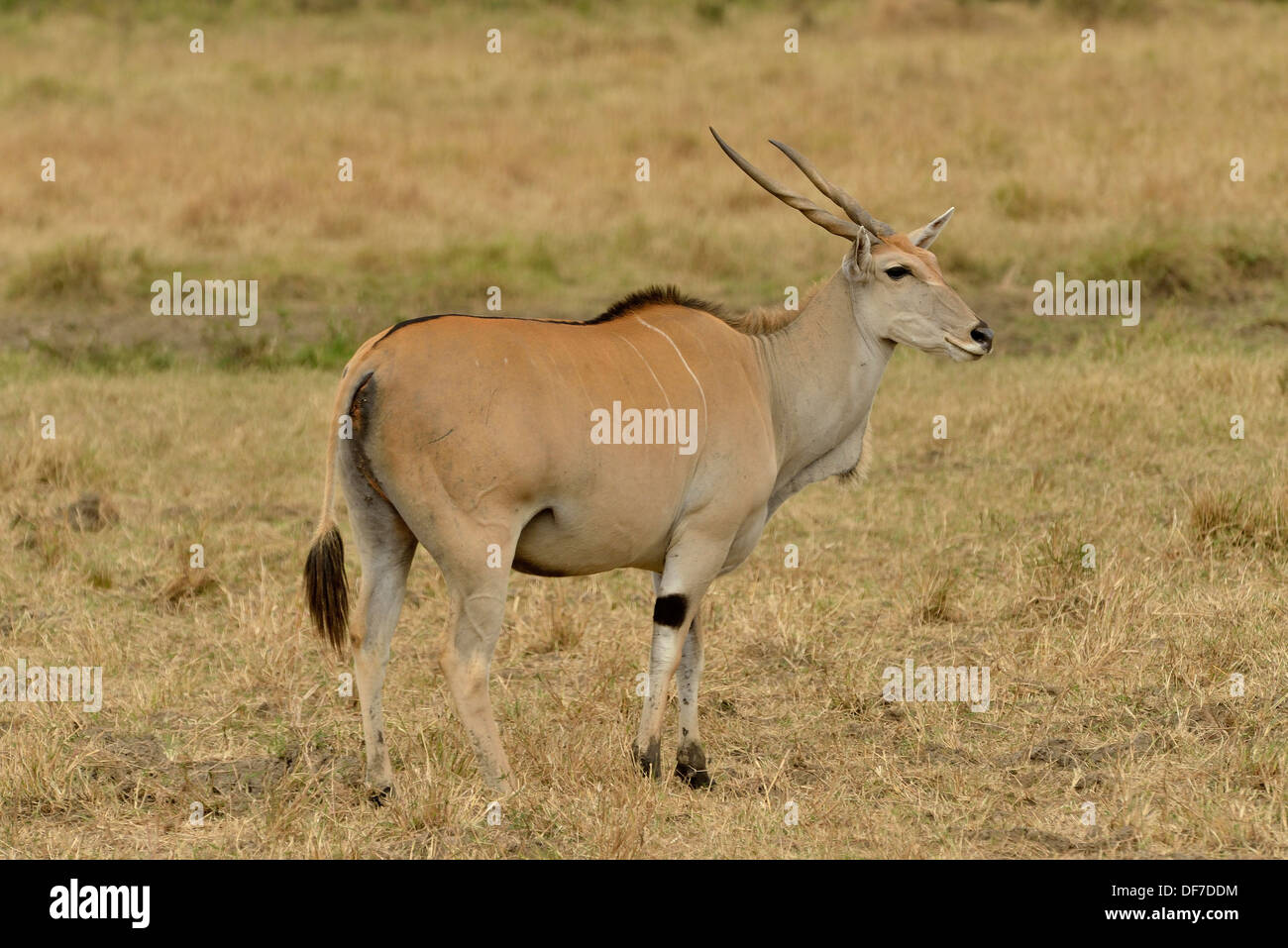 Gemeinsame Eland (Oryx Tauro), Massai Mara, Serengeti, Provinz Rift Valley, Kenia Stockfoto