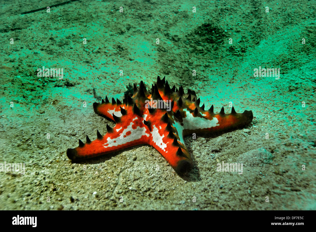 Knubbeligen Sea Star (Protoreaster Nodosus), Kri-Insel, Dampier-Straße, West-Papua, Indonesien Stockfoto