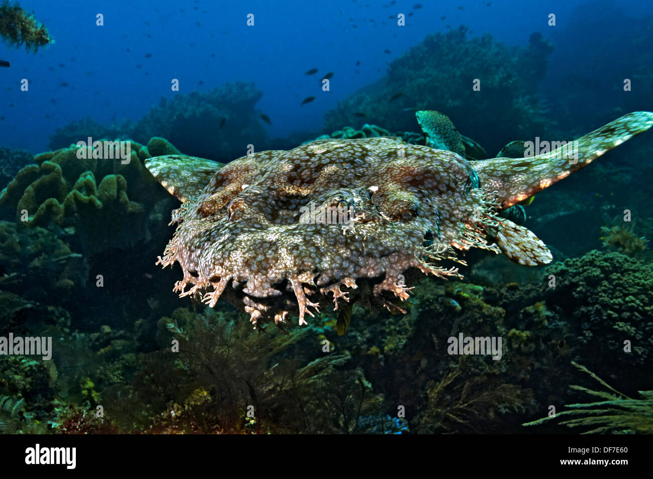 Quasten, Wobbegong (Eucrossorinus Dasypogon), Raja Ampat, West-Papua, Indonesien Stockfoto
