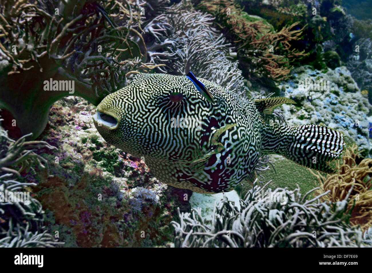 Ordnen Sie Puffer oder kritzelte Kugelfisch (Arothron Mappa), Raja Ampat, West Papua, Indonesien Stockfoto