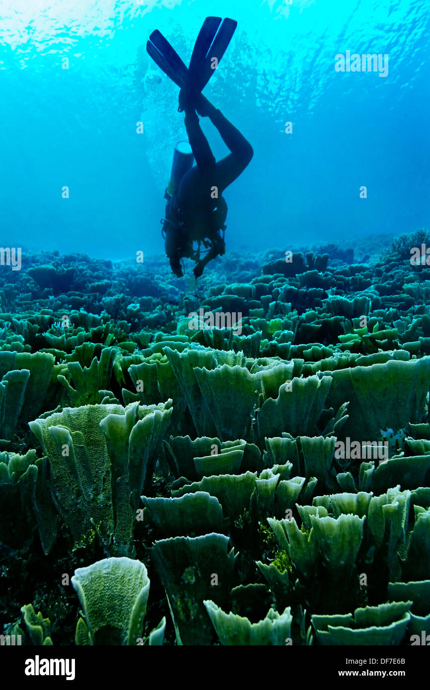 Samt Coral (Steinkorallen Delicatula) und eine Scubadiver, Raja Ampat, West Papua, Indonesien Stockfoto