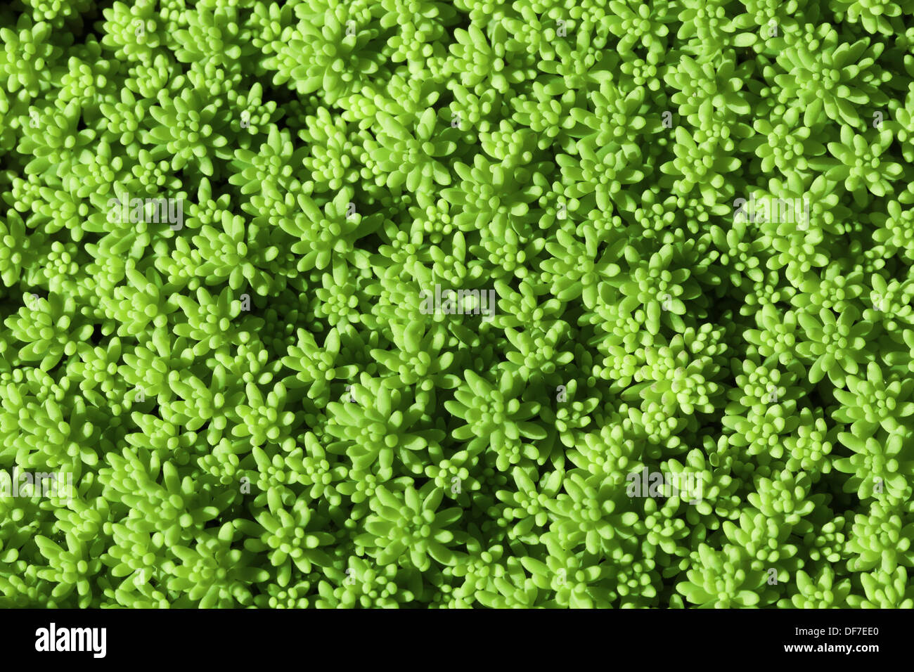 Leuchtend grünes Moos Makro Fotohintergrund Stockfoto