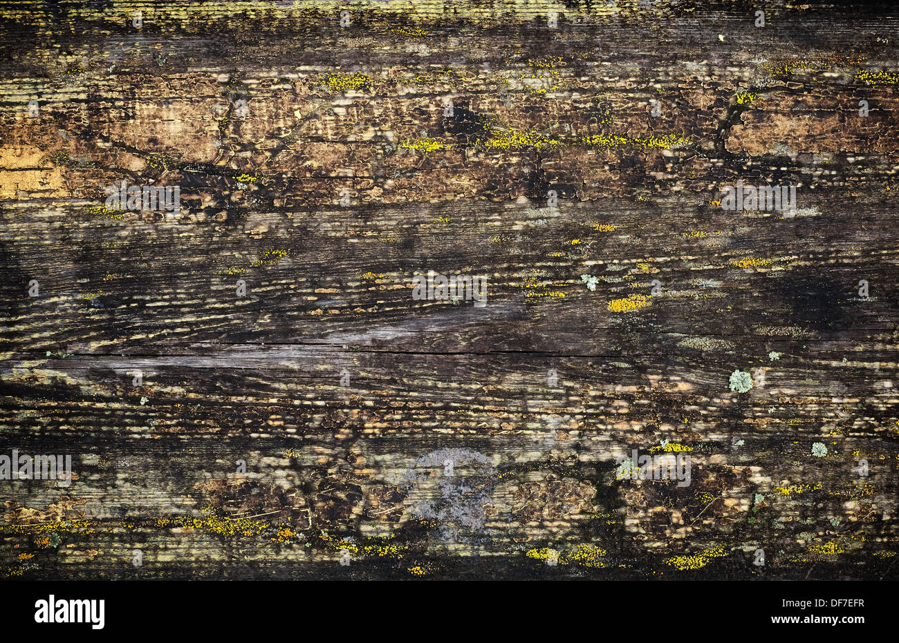 Grunge nassen Holz Oberfläche Hintergrundtextur mit rissigen Lack und Flechten Stockfoto