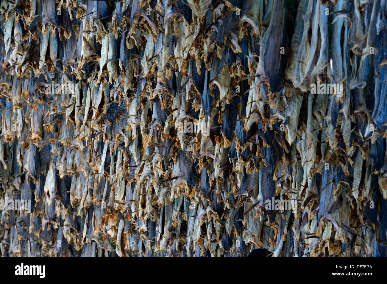 Aufgehängt trocknen Fisch, Sommeroya, Tromsø, Nordnorwegen, Troms, Norwegen Stockfoto
