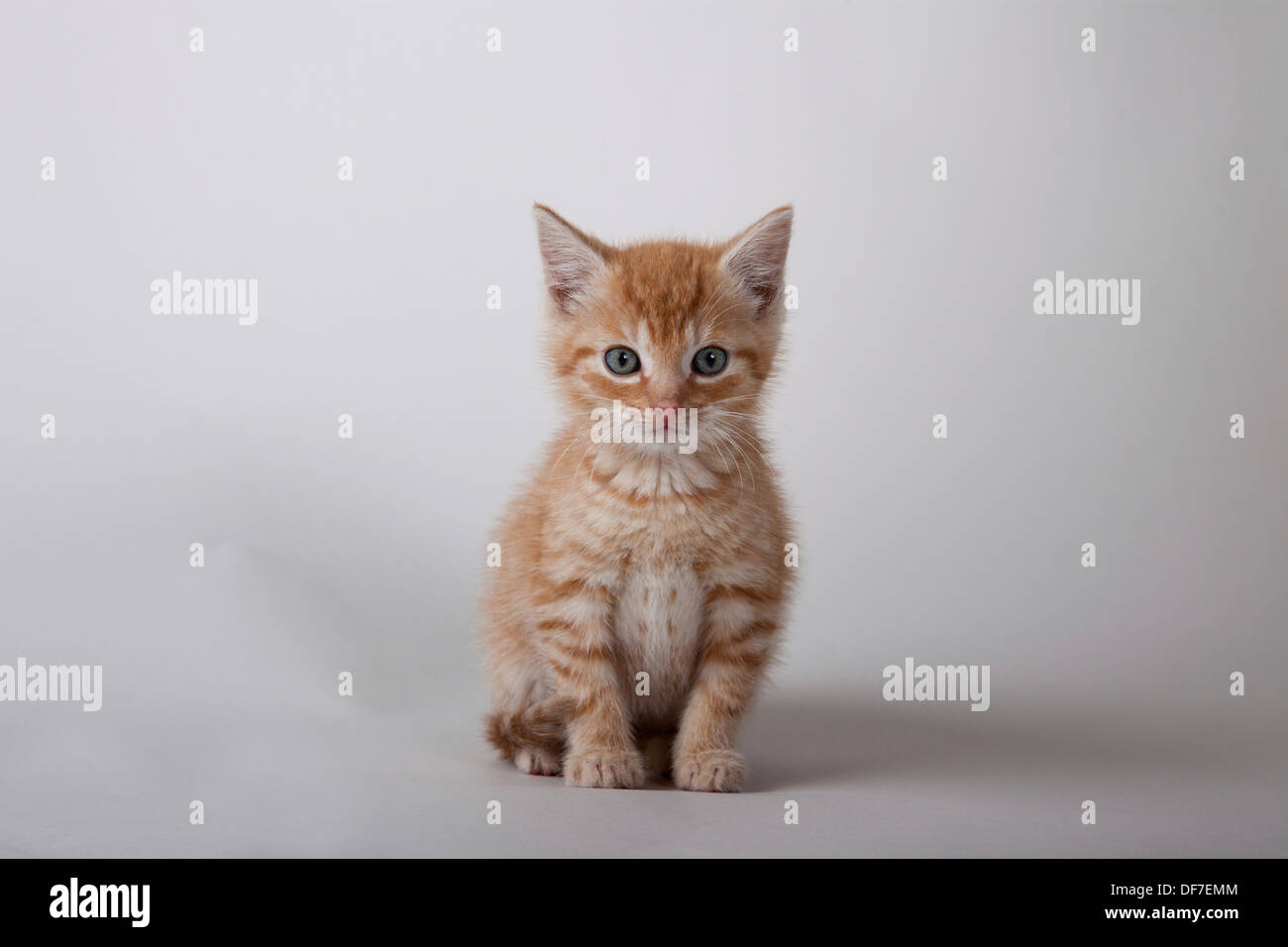 Rot Tabby kitten Stockfoto