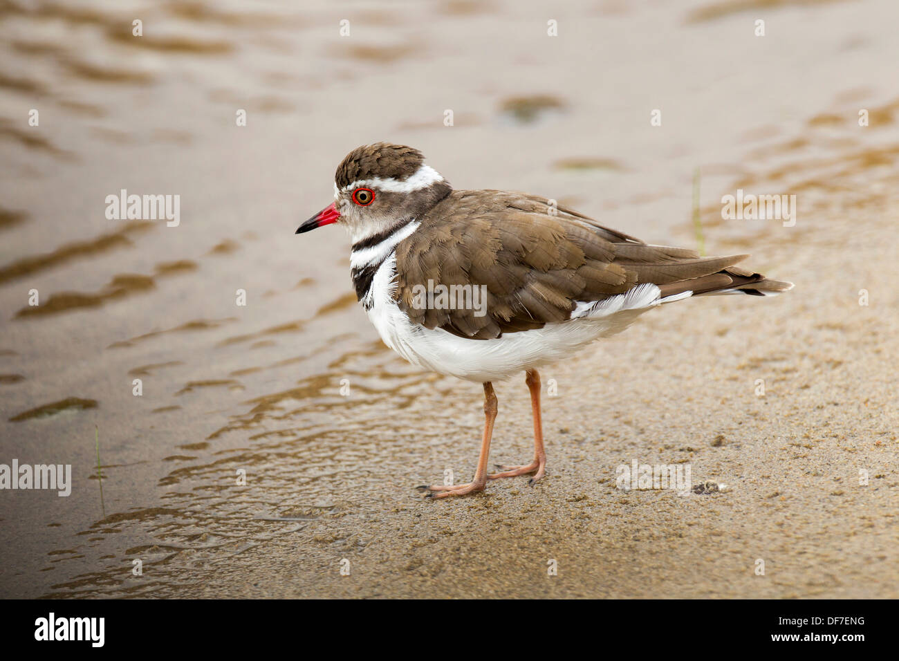 Drei-banded Regenpfeifer (Charadrius Tricollaris), Purros, Kaokoland, Kunene, Namibia Stockfoto