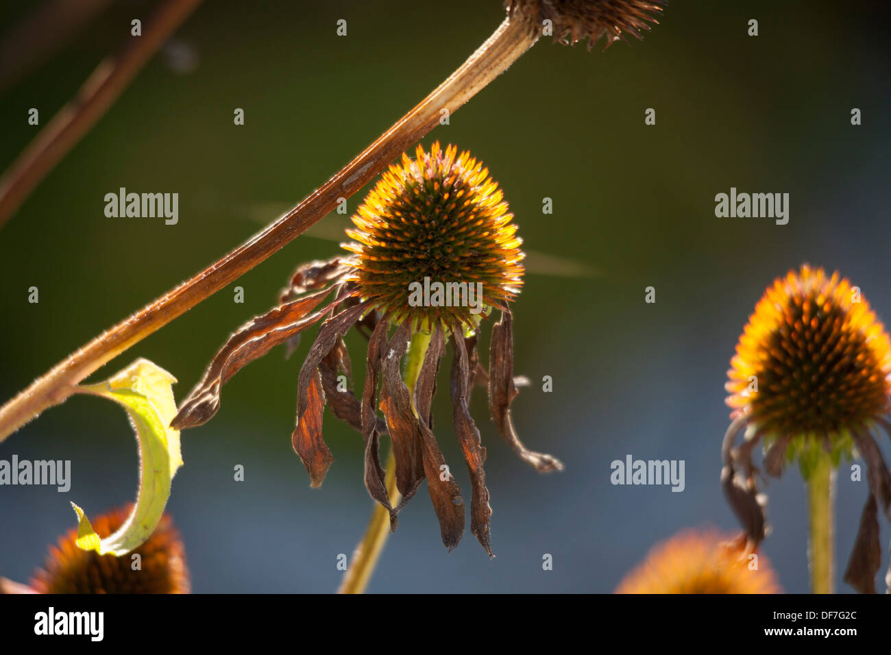 Echinacea kegel Blumen close up Stockfoto