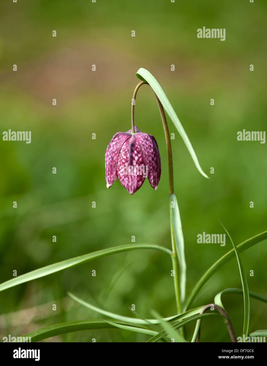 Schlange den Kopf Fritillary wilde Blume. Stockfoto