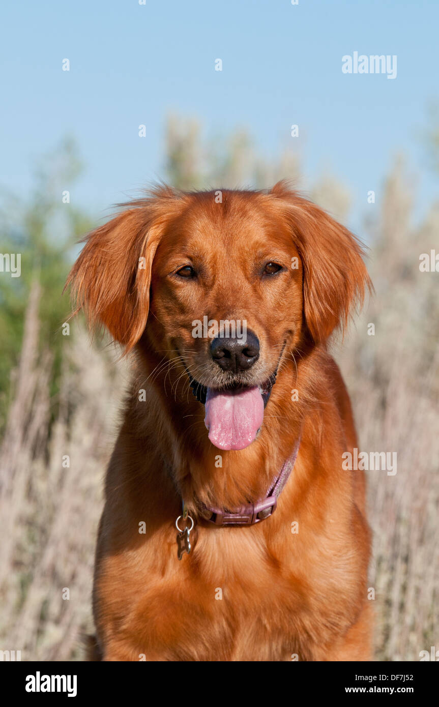 Golden Retriever sitzend vor Beifuß Stockfoto