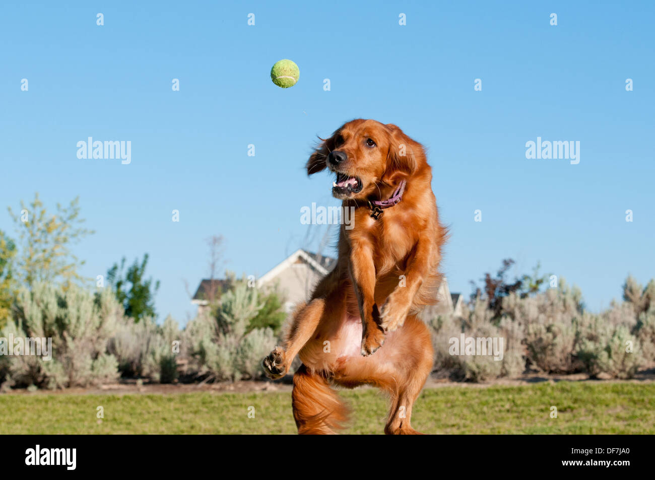 Golden Retriever Fang Tennisball Stockfoto