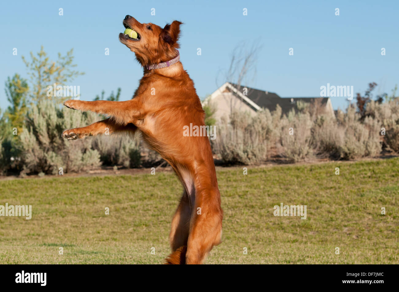 Golden Retriever Fang Tennisball Stockfoto