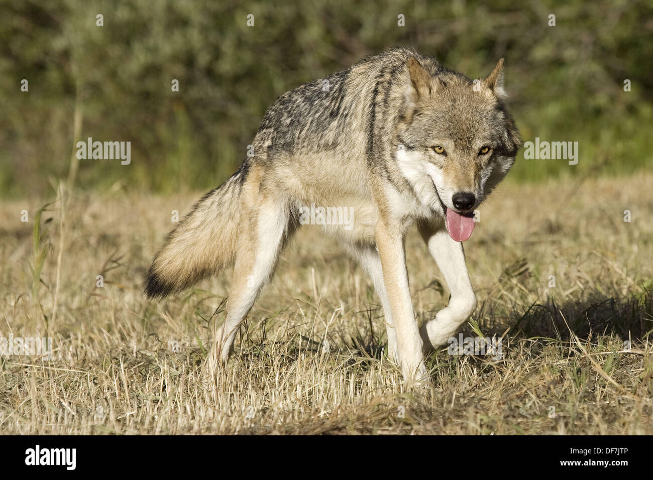 Erwachsene männliche Wolf unterwegs Stockfoto