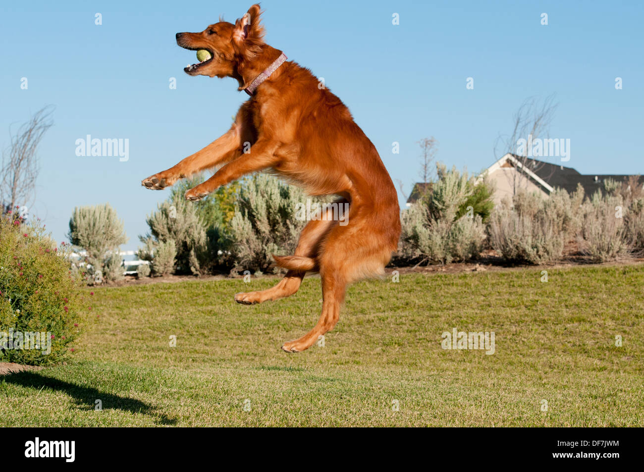 Golden Retriever Fang Tennisball Stockfoto