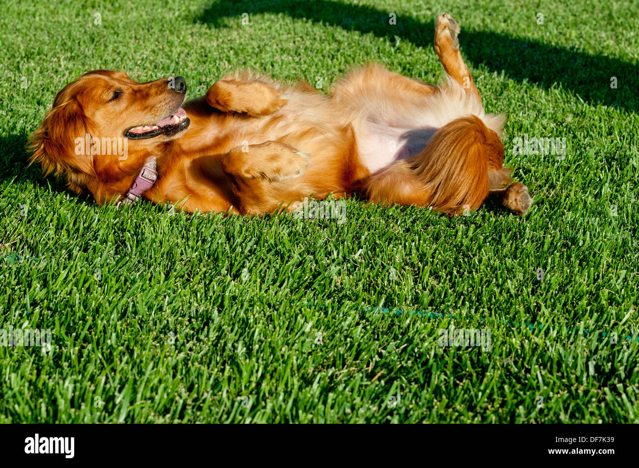 Weibliche golden Retriever auf den Rücken Rollen Stockfoto