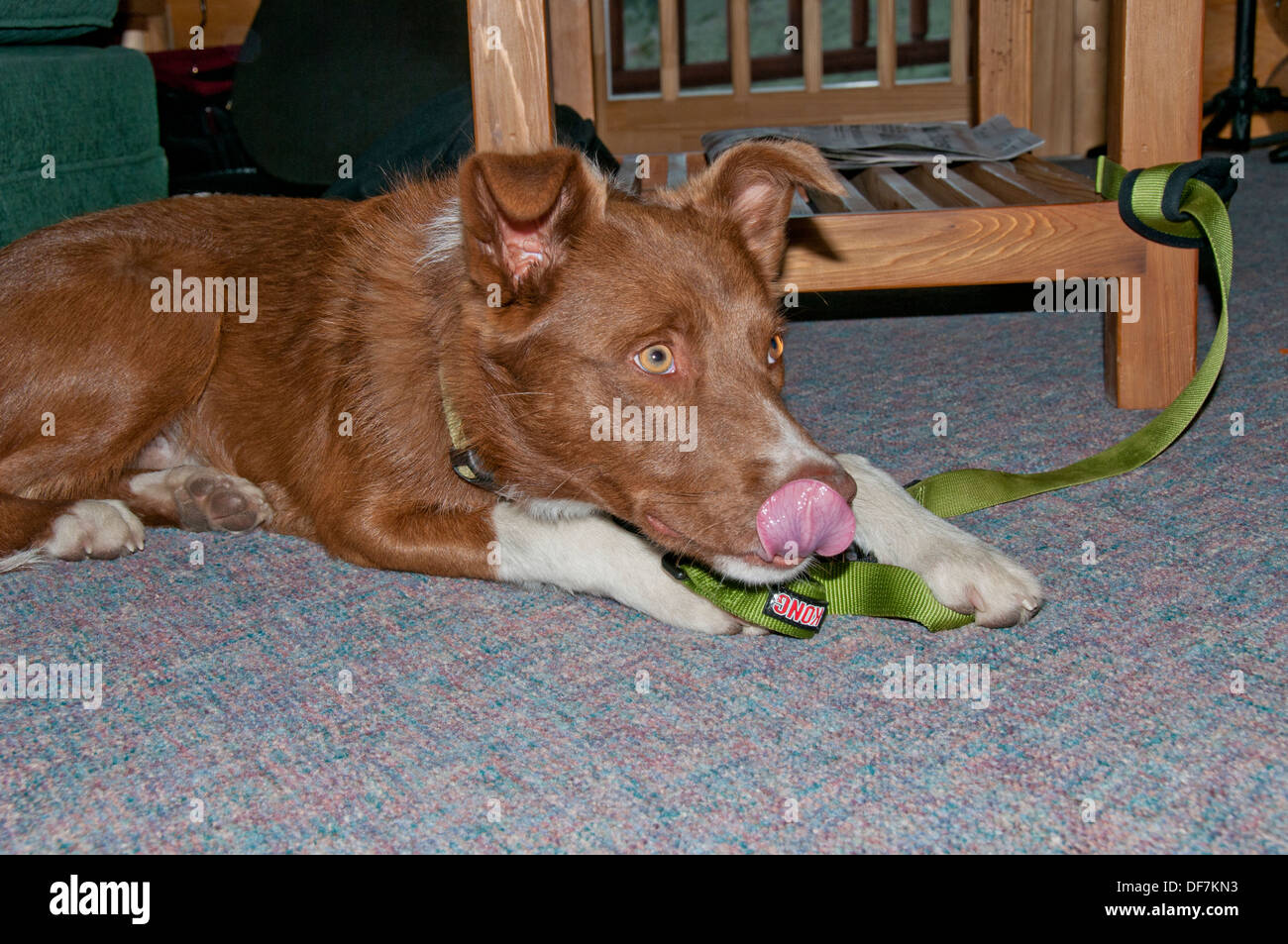 Cross Border-Collie/Australian shepherd Stockfoto