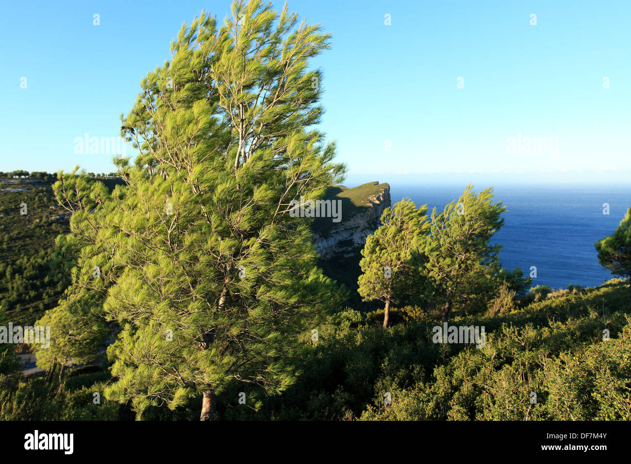 Mediterrane Vegetation mit Kiefer in der Nähe von Cassis. Stockfoto