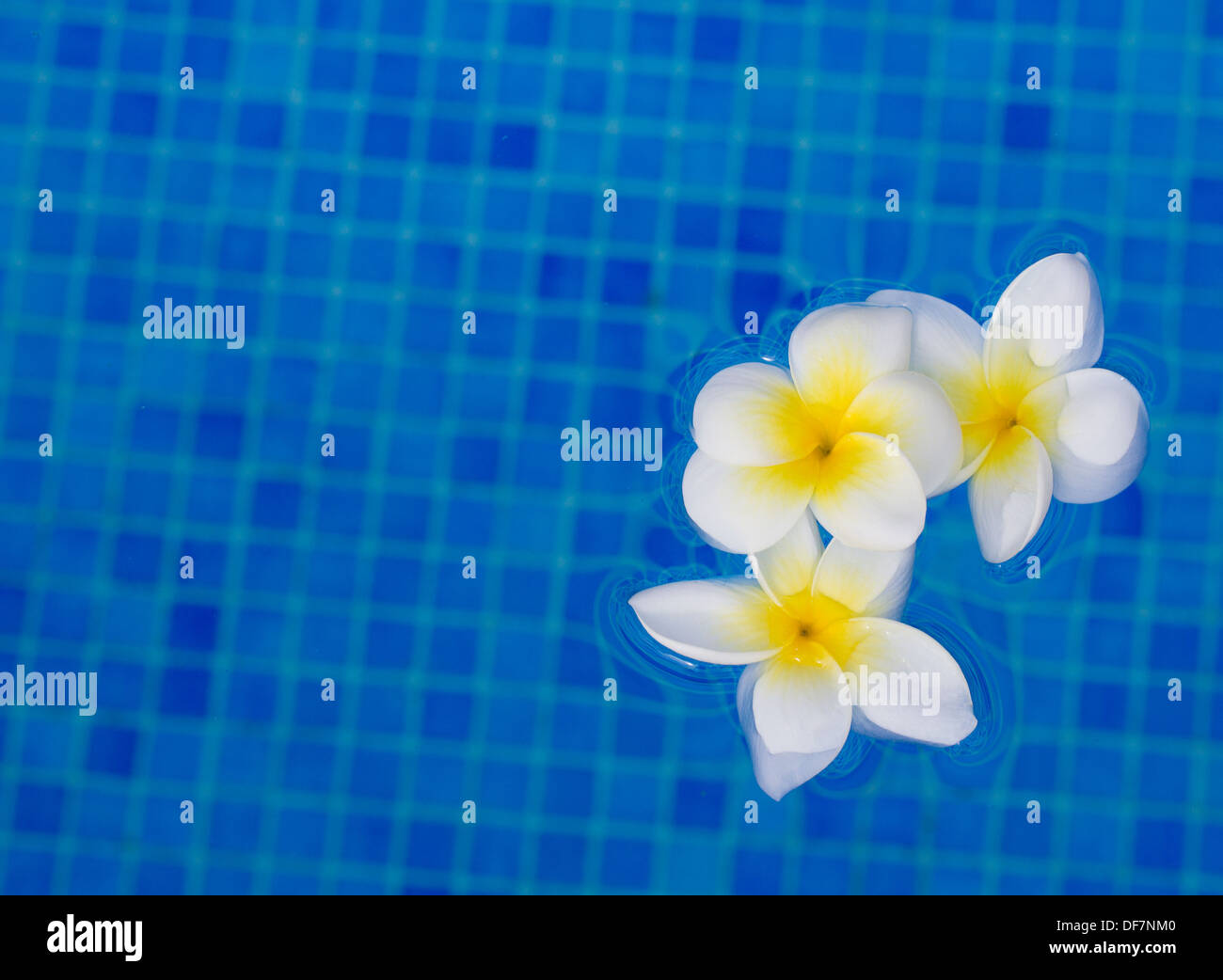 Frangipani Blüten im Blauwasser Stockfoto