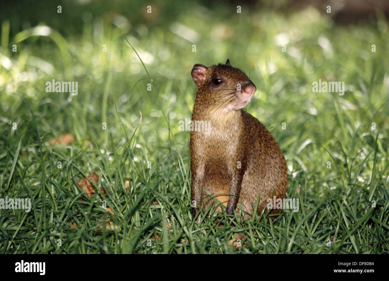Agouti Dasyprocta Aguti Stockfotos & Agouti Dasyprocta Aguti Bilder Alamy
