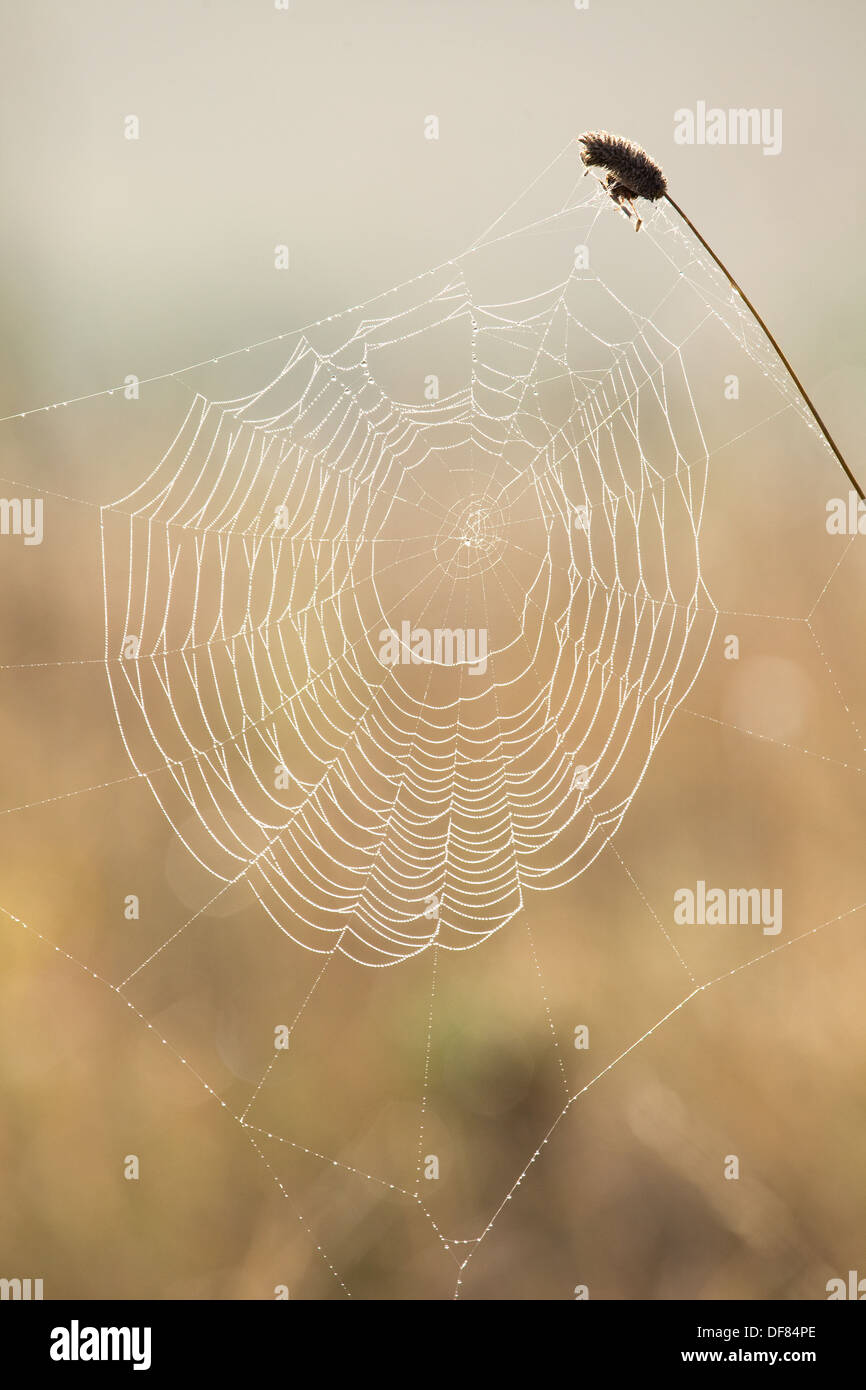 Tau auf einem Spinnennetz auf ein Herbstmorgen Stockfoto