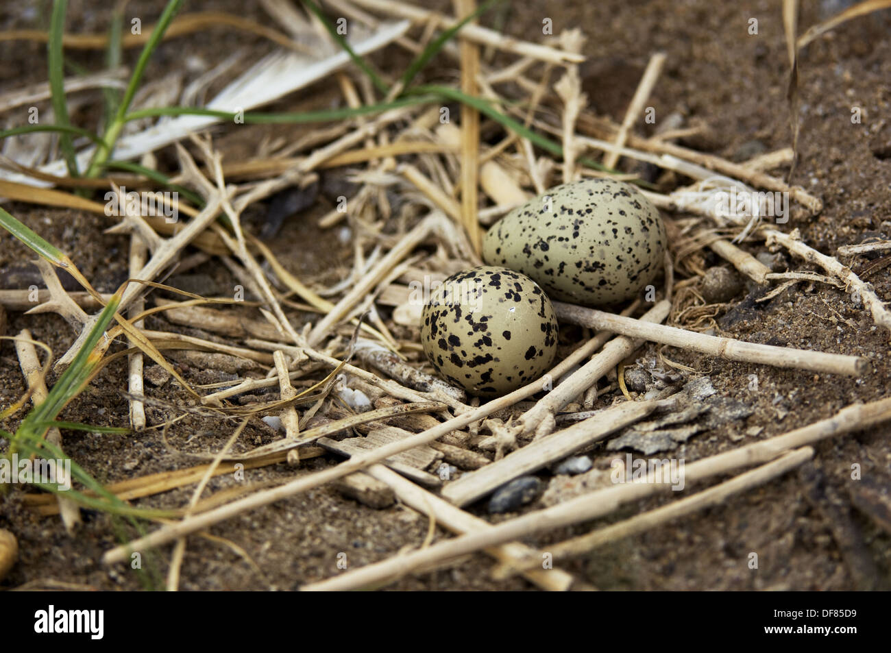Stelzenläufer (Himantopus Himantopus) nest mit zwei Eiern Stockfoto