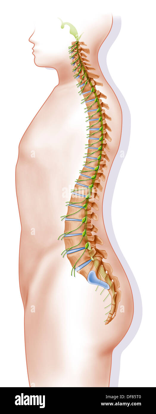 WIRBELSÄULE, ZEICHNUNG Stockfoto
