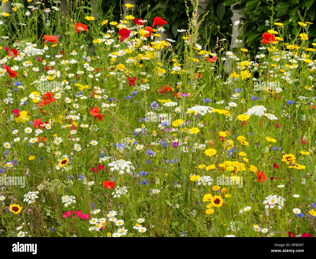 Wildblumen im August in Yorkshire UK Stockfoto
