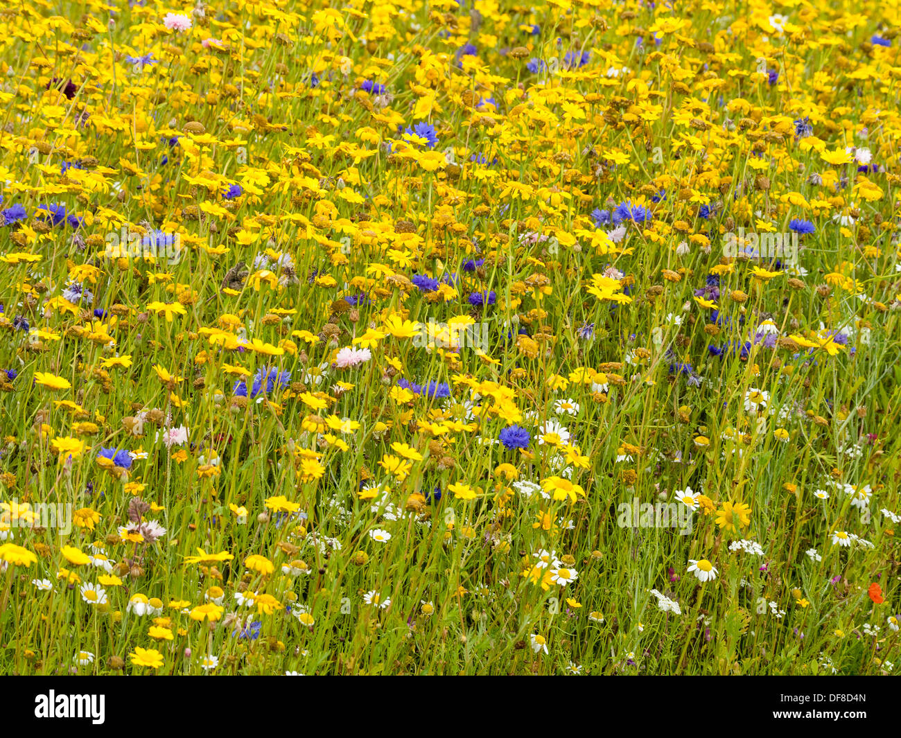 Wildblumenwiese im August in Yorkshire UK Stockfoto