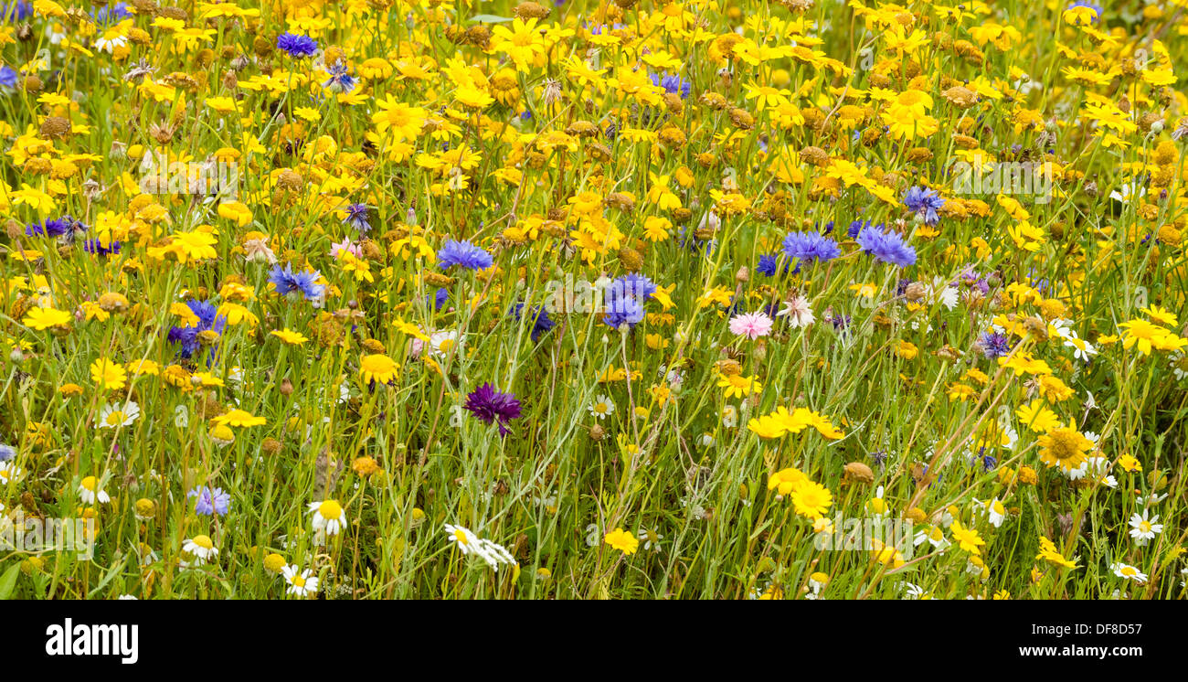 Wildblumenwiese im August in Yorkshire UK Stockfoto