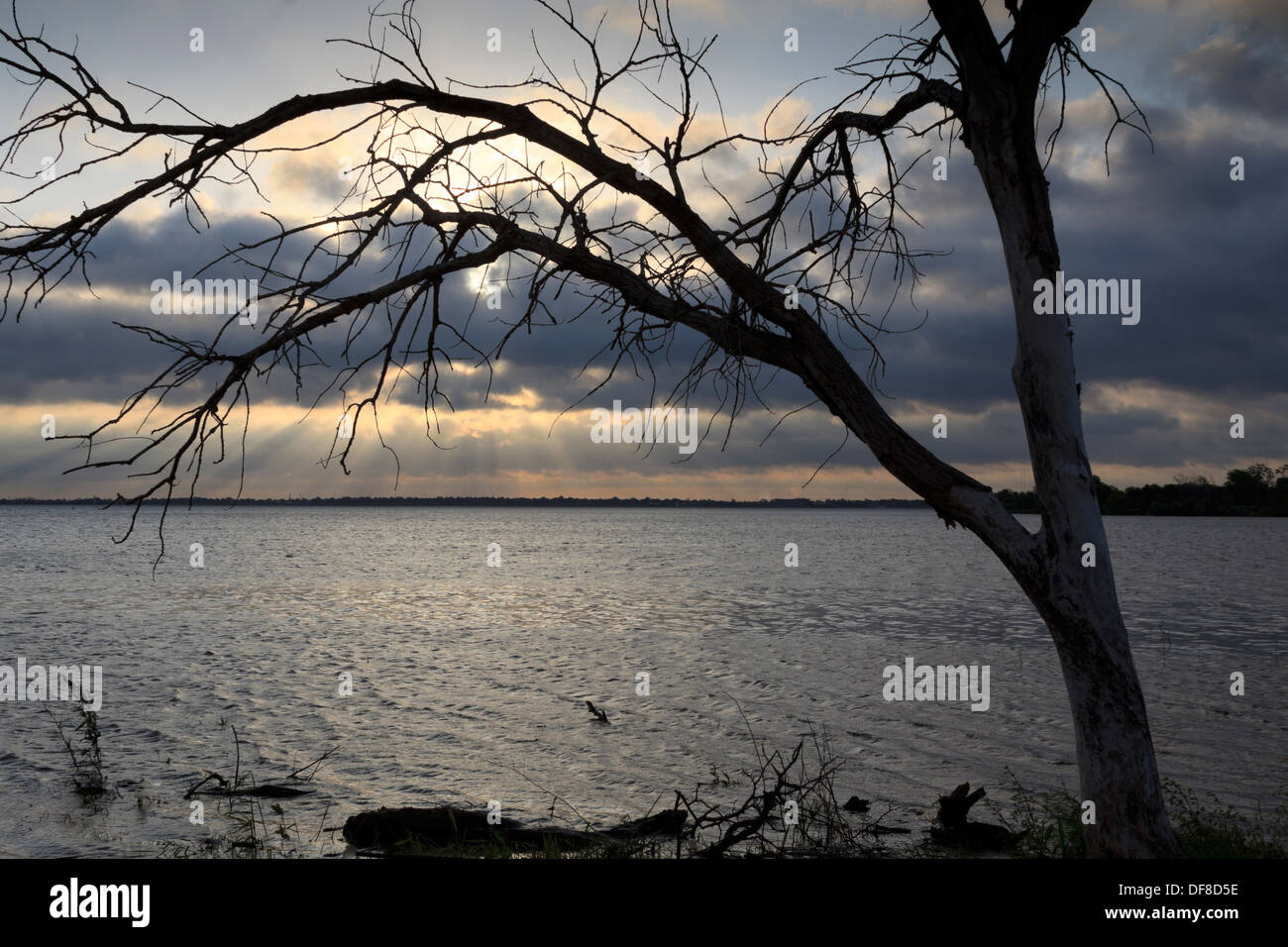 Sunrise, umrahmt von einem einsamen Baum auf Lake Hefner in Oklahoma City Stockfoto