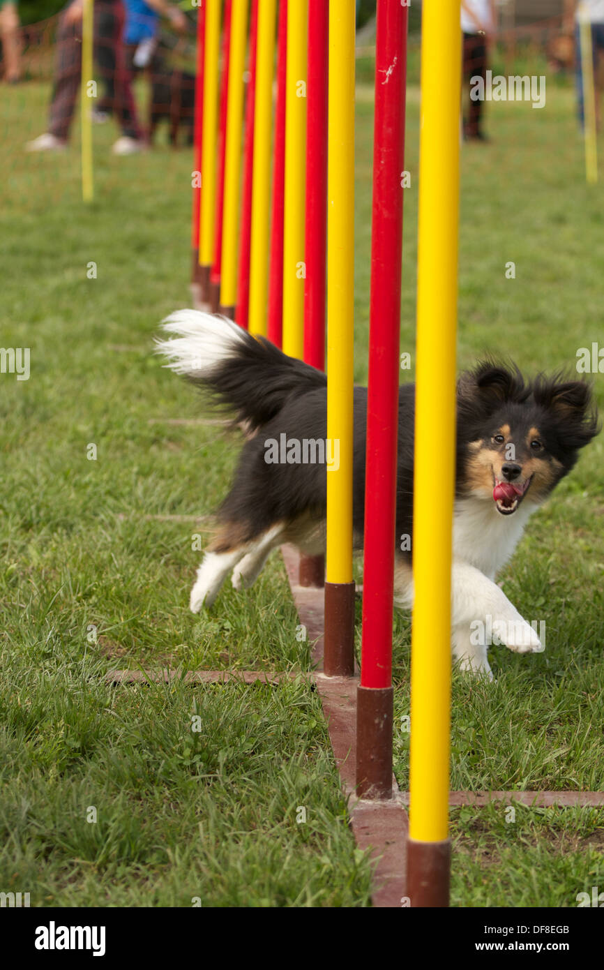 Agility-Hund Stockfoto