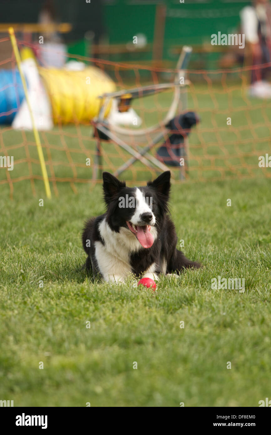 Agility-Hund Stockfoto