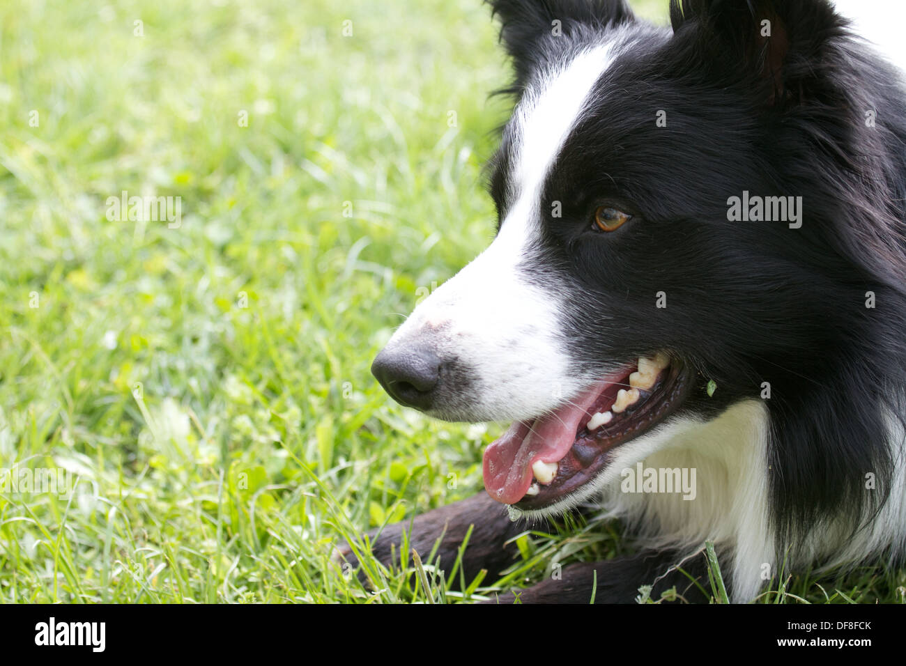 Agility-Hund Stockfoto