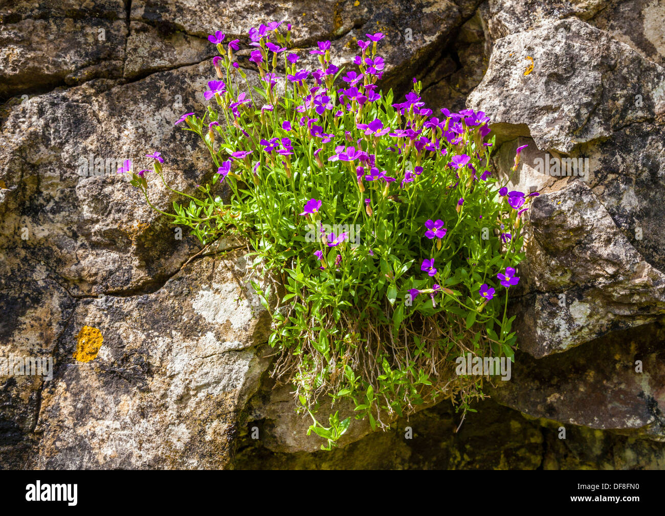 Aubrieta Deltoidea am Conistone Dib in den Yorkshire Dales, North Yorkshire. Stockfoto