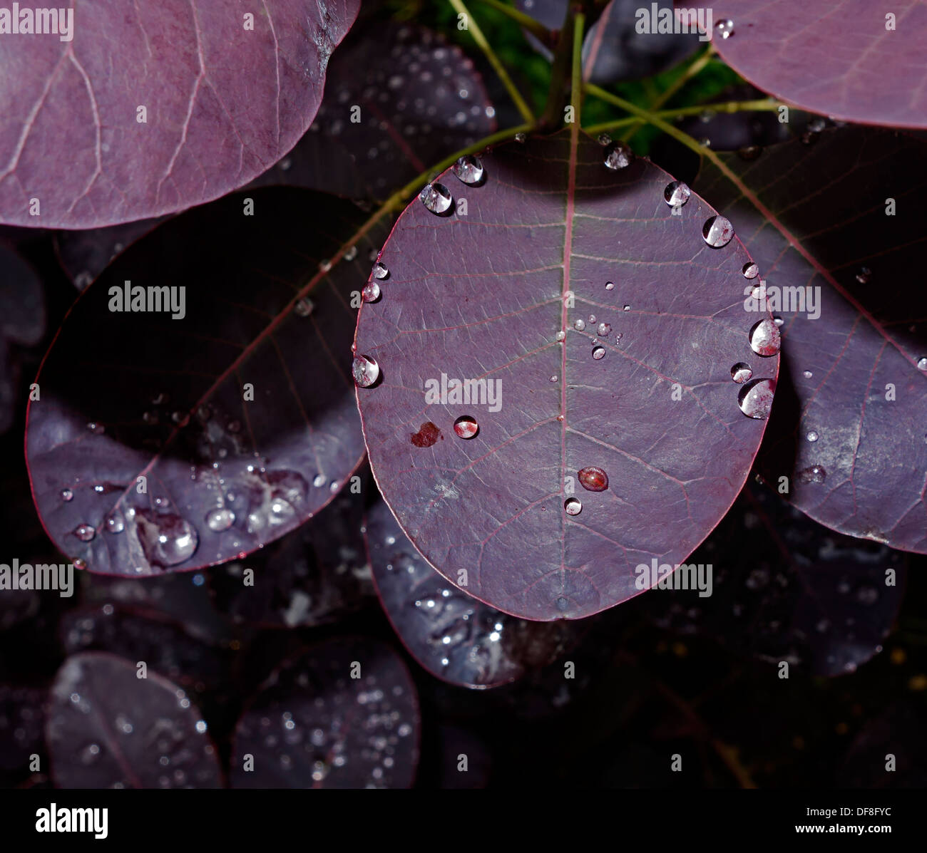 Regentropfen auf Cotinus Blatt Stockfoto