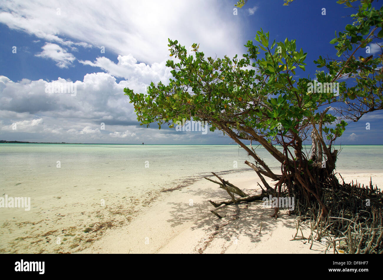 Verlassener Strand in Cayo Coco, Kuba Stockfoto