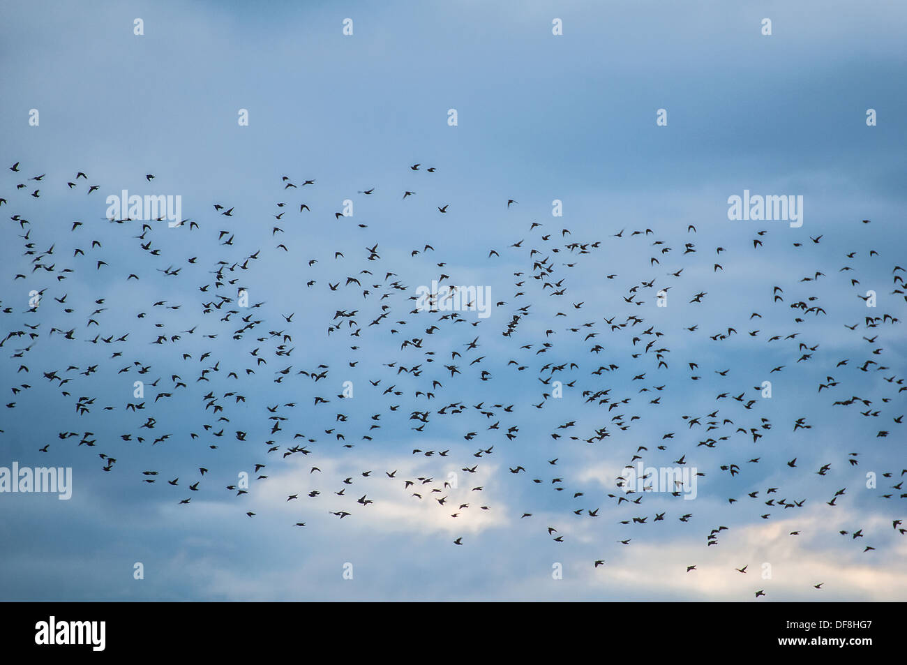 Starling Stockfoto